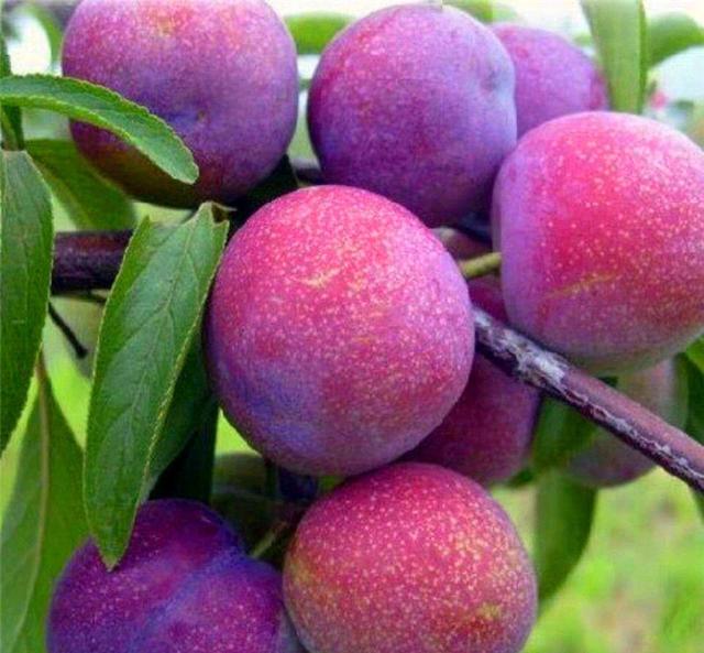 泡沫说情感|心理学:你最想吃哪种水果? 测你后半生能够得到什么?