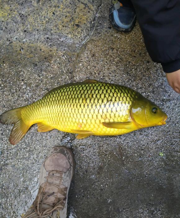 日本|天津河道边，有人用“高科技”频频钓大鱼，当街售卖150一条
