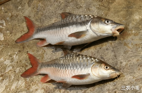 长江|备受钓鱼人青睐的“鱼王”，味道鲜美却凶悍无比，运气好才能钓到