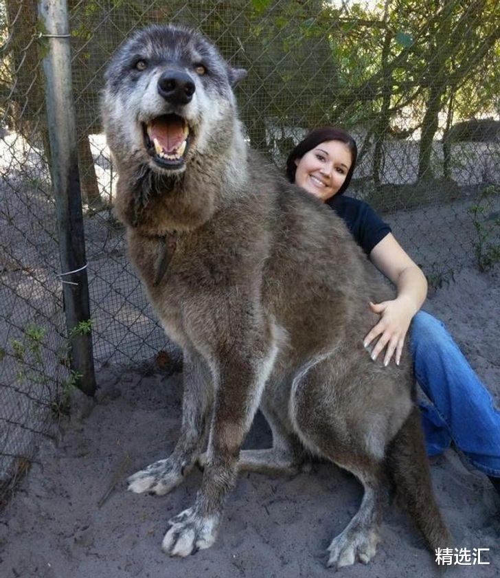 仙人掌 让很多人意想不到的8种生物的真实巨型版本