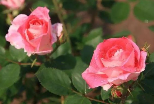 判达说事 15天后，别来无恙，你在心上，痴心等待，与旧爱相约到白头