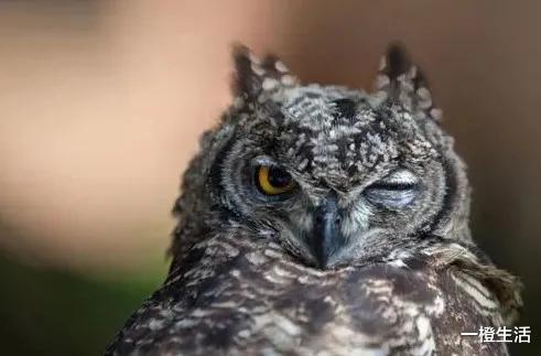 冥王星 猫头鹰睡觉为什么总是睁一只眼闭一只眼？