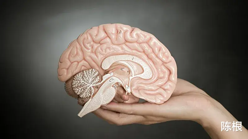 小行星 陈根：大脑“噪音”会带来意识边界吗？
