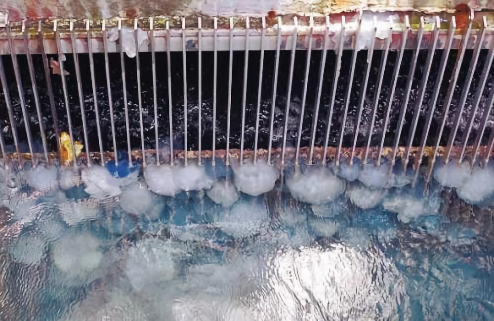 水母 拖垮渔船堵塞核电站，一次产卵10亿颗，海中怪物越前水母究竟有多可怕？