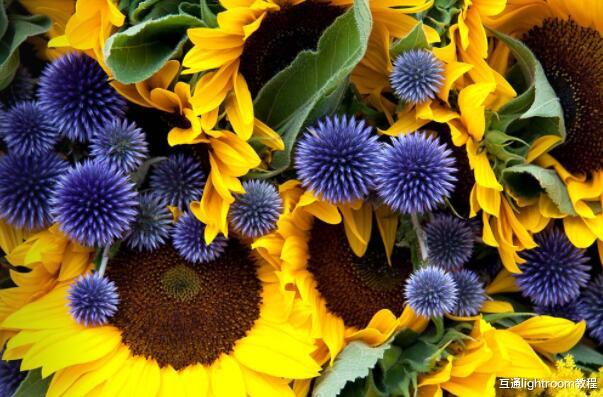 为什么建议摄影初学者在拍摄前先学习颜色搭配