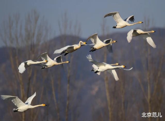 北京范儿 候鸟陆续返京，它们将在这几个地方\＂打尖儿\＂，周末出游不愁了