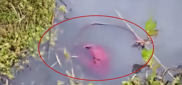 四川省|四川一男子野钓的意外收获,查看一番后果断报警,到底是什么呢?