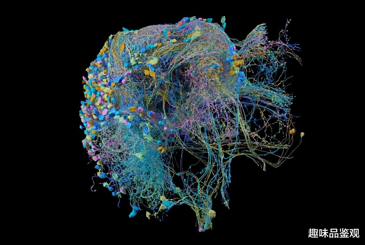 神经元 人类的神经系统被精心设计过？为何运行模式可以和宇宙媲美？