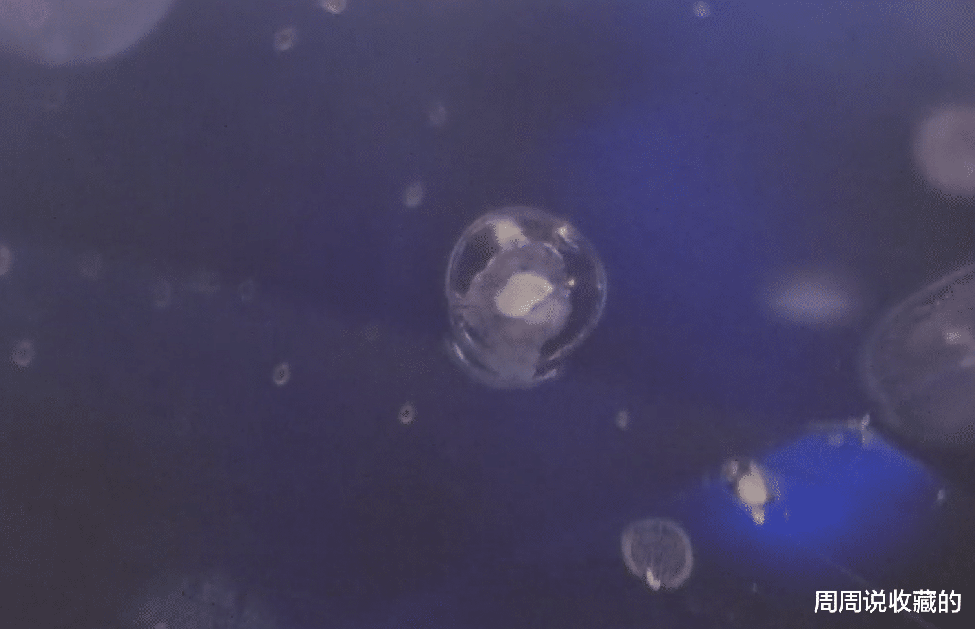 狂犬病|带你一起欣赏一下，显微镜下的宝石