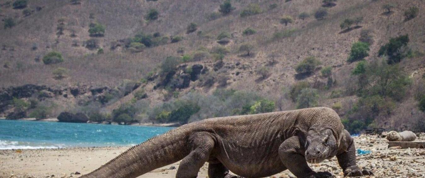  被“神话”的科莫多巨蜥：现存最大的蜥蜴，其真正实力到底如何？