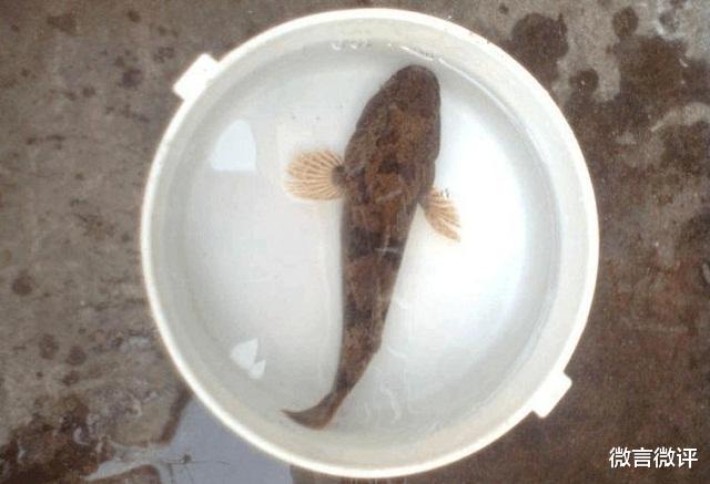 钓鱼|喜欢闹窝的小鱼，如今成为了抢手货