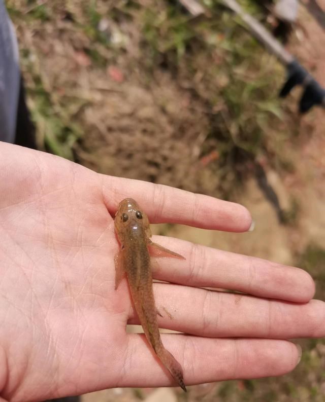 山东省|疯狂的“沙里趴”，气温回升后河道里到处都是，钓鱼人：烦不胜烦