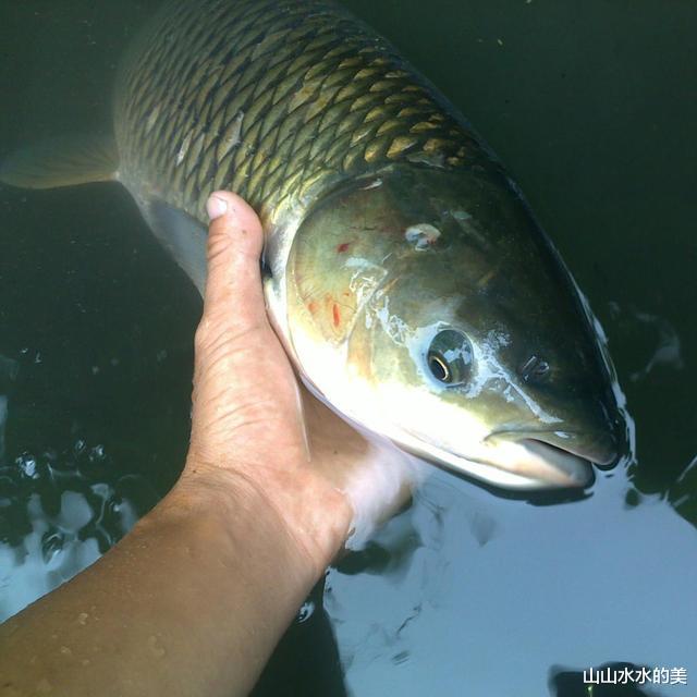 重金属|这5种鱼平时要少吃，或含有甲醛和重金属，看看有你喜欢吃的吗？