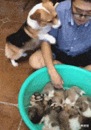 小秦星座|搞笑GIF：本来是个小狗狗，戴上面具变成小猫咪。