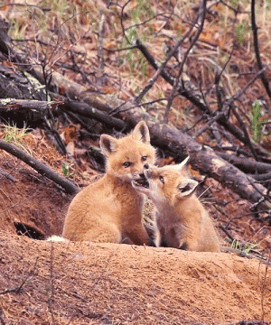 大学生|“华为1996年的招聘广告，大家自己感受一下！”哇哈哈哈哈～