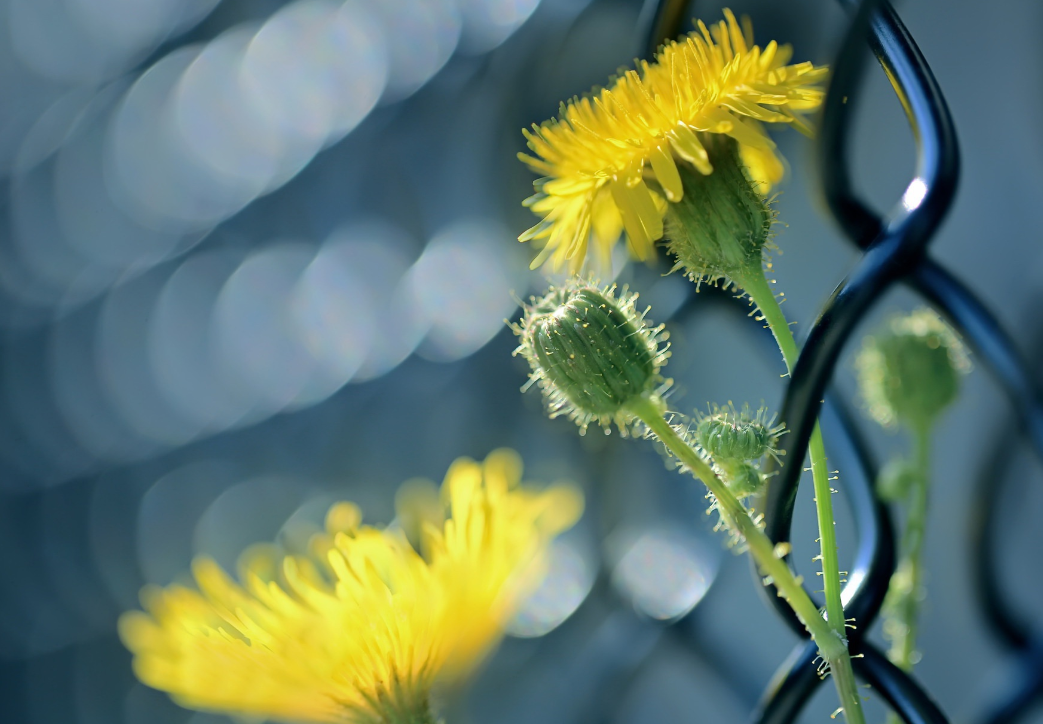 生肖|4月底，桃花可再开，爱情可再来，3大生肖真爱降临续前缘，此生不离不弃
