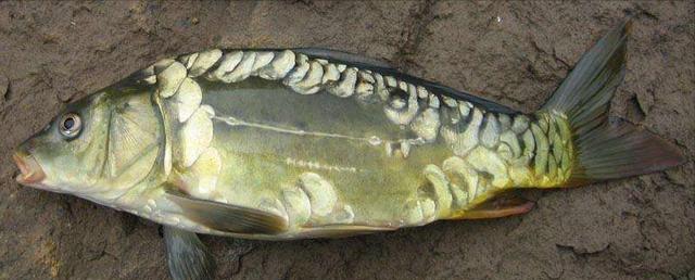 湖北|野钓收获“大鲤鱼”，湖北一男子蒙圈了，原来是可以吃的外来物种