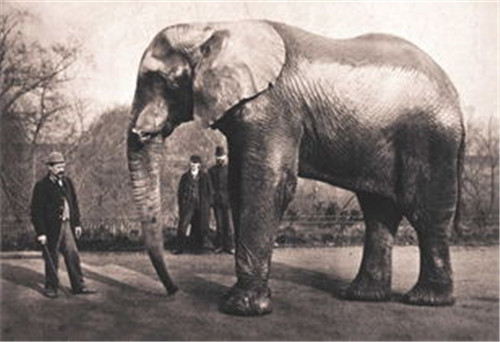 百年前美國一頭大象被判死刑，被起重機吊死，它到底做錯瞭什麼？-圖8