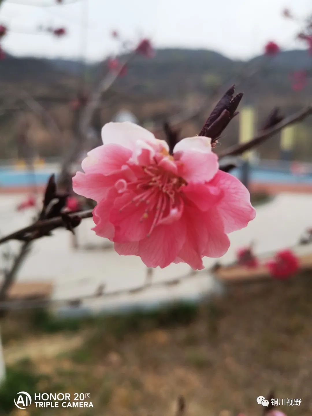 铜川周春辉 铜川王家河小公园的春天