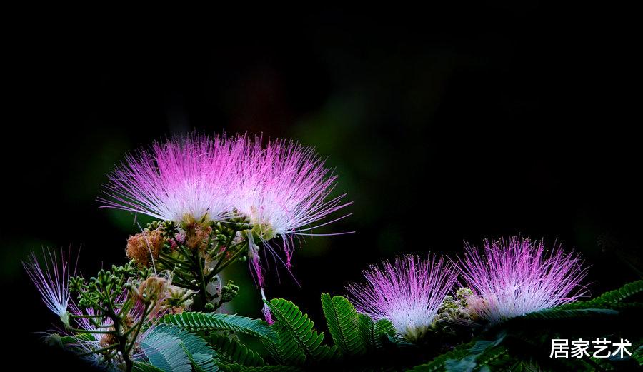 居家艺术|家种合欢，阖家欢乐幸福美满