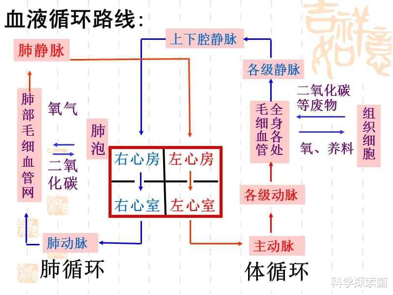 把自己的头拧下来玩,无头苍蝇也能活?