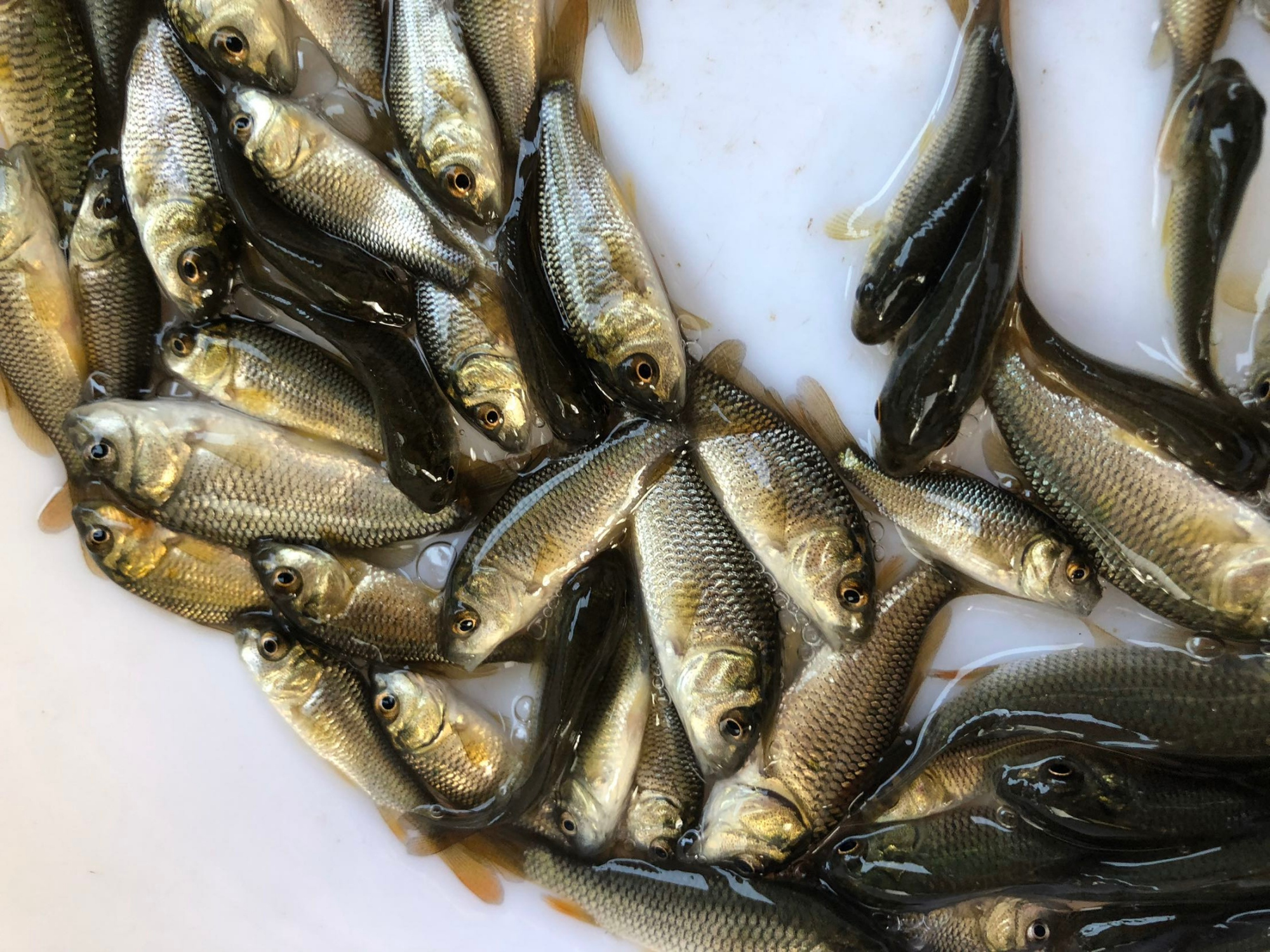 皮卡车|钓鱼人最讨厌的十种鱼，麦穗鱼只能排第三，第一种鱼你猜不到