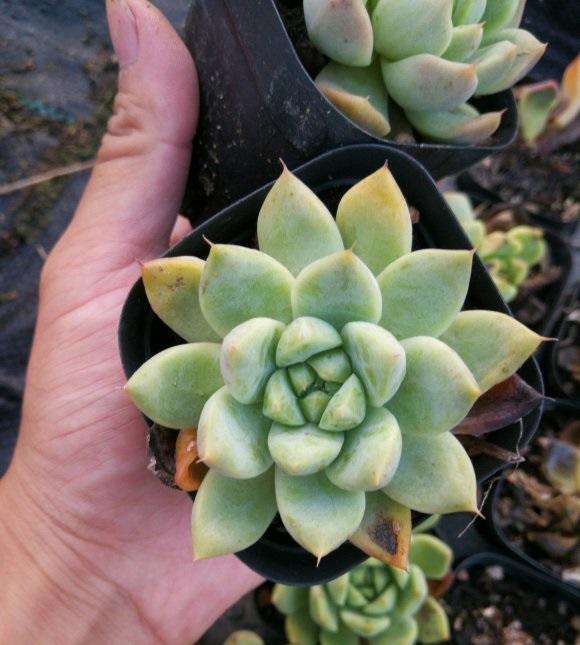 向阳园艺|三伏天养多肉,必须进入懒人模式,不管不问,多肉反而长得好