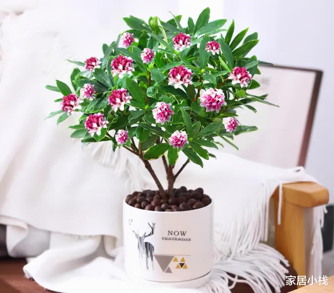 家居小栈|再节俭也要去花市选6种花，价格不贵，养在家里招“财运”