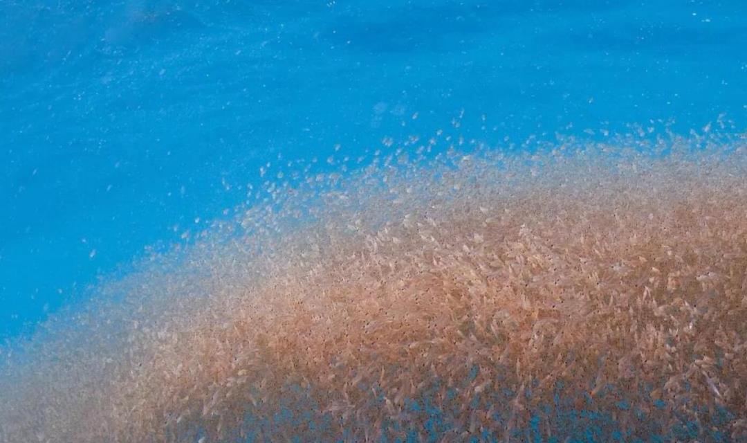 大量“粮食”被储存在南极?10亿吨南极磷虾,估计能养活几十亿人