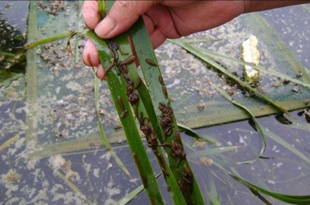 南京|南京男子钓上一条马鳖，嫌太丑给扔了，网友：这可是值钱货