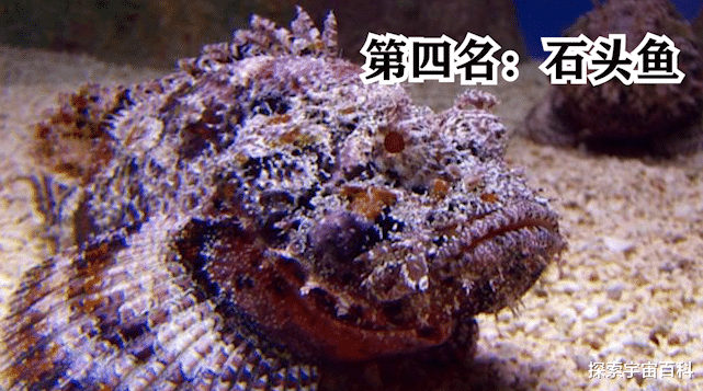 毒液 看似鲜艳实则剧毒无比,海洋里的剧毒生物,个个超乎你的想象