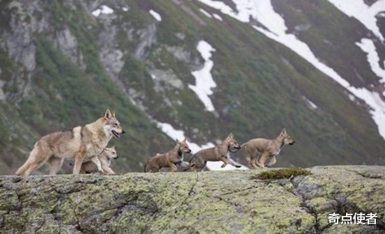 狼也有天敌？母狼独自抚养8只幼崽，差点被猞猁吃光