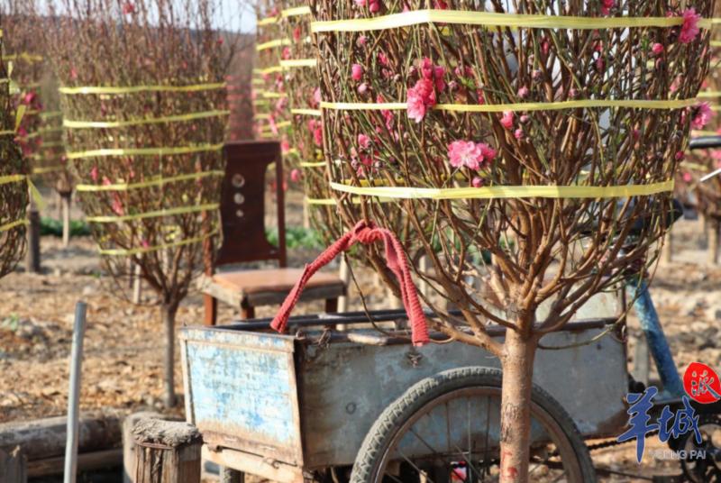 羊城派 来荔湾海北看十里桃花!多个赏花、购花打卡点公布