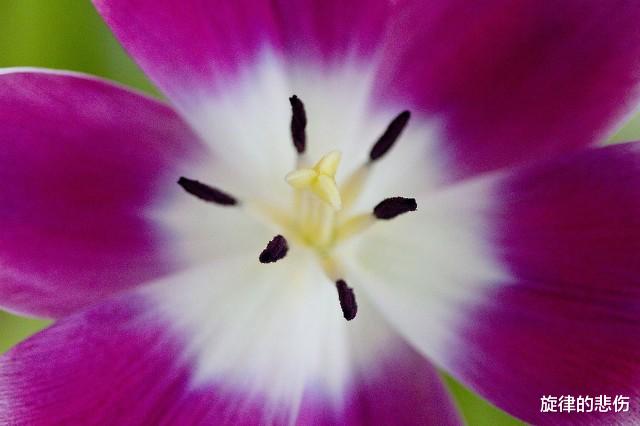 旋律的悲伤|36岁女人口述：爱上已婚上司抛弃男友，多年后悔不当初