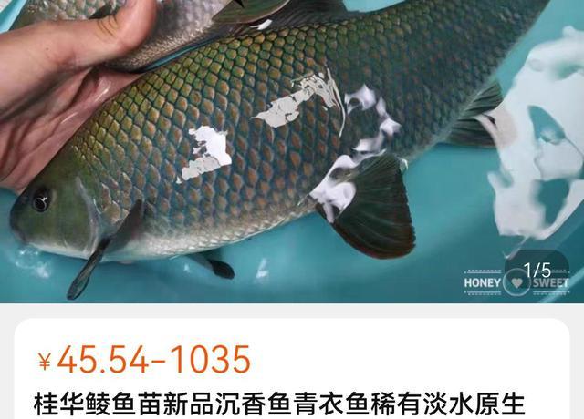 上海河道出现罕见青龙鲤,男子钓起后放生,网友:你刚失去1000块