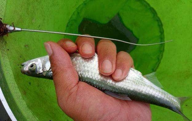 饵料|它身体娇小与刀相似，游动迅速，详解野钓我国特有物种——蓝刀鱼