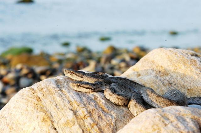 辽宁旅游地质砖家 大连这座小岛只生活着一种动物,还都有毒,却被专家视为“宝岛”