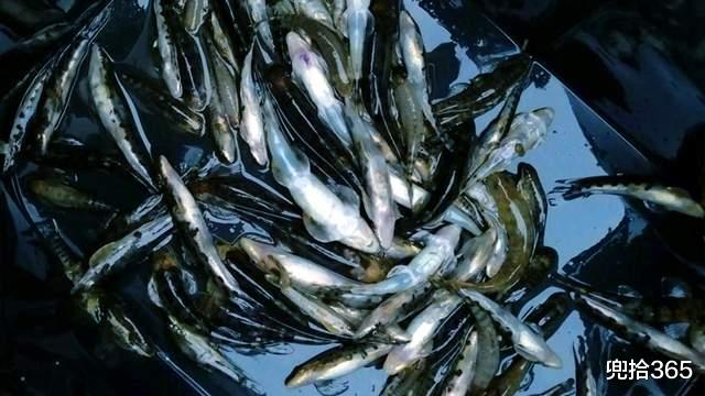 广西|虚惊一场！广西男子深山野钓遇“怪鱼”，疑似保护动物求网友鉴定