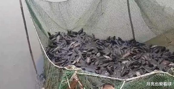 |湖边网里积攒了上百条清道夫，这是打算拿回家卖了还是放生？