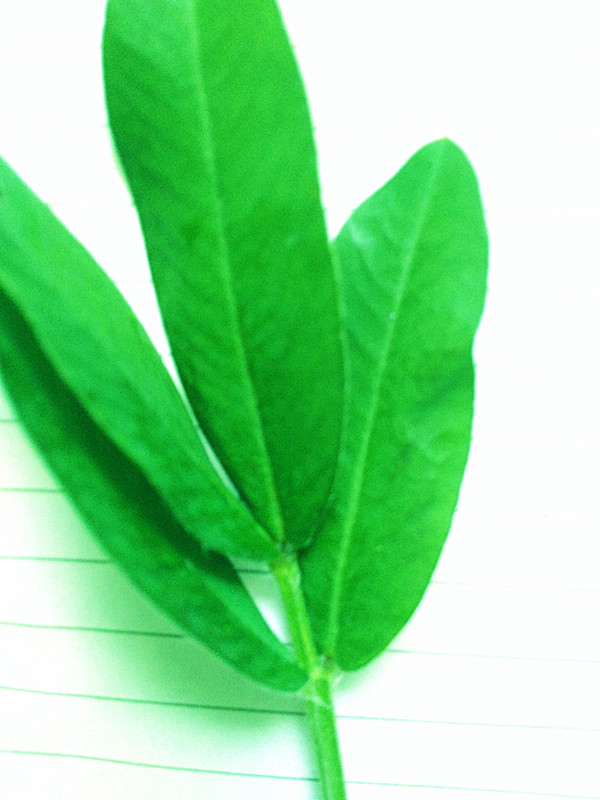 花生|花生叶治疗失眠有奇效