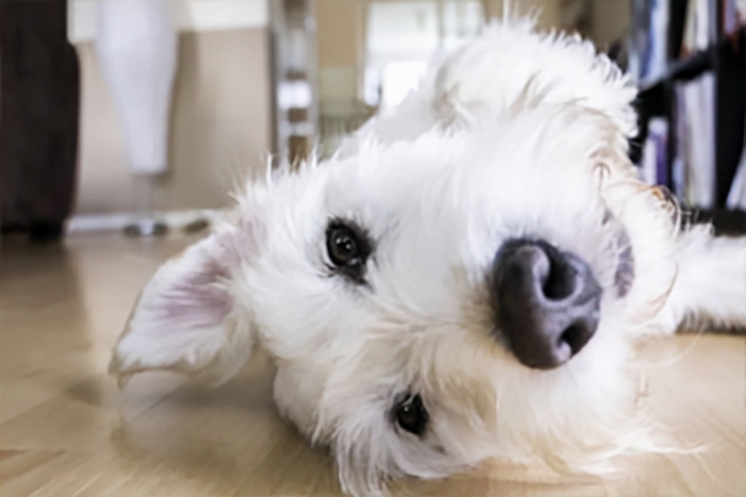 科学家 科学家开发可溶解的干细胞植入物