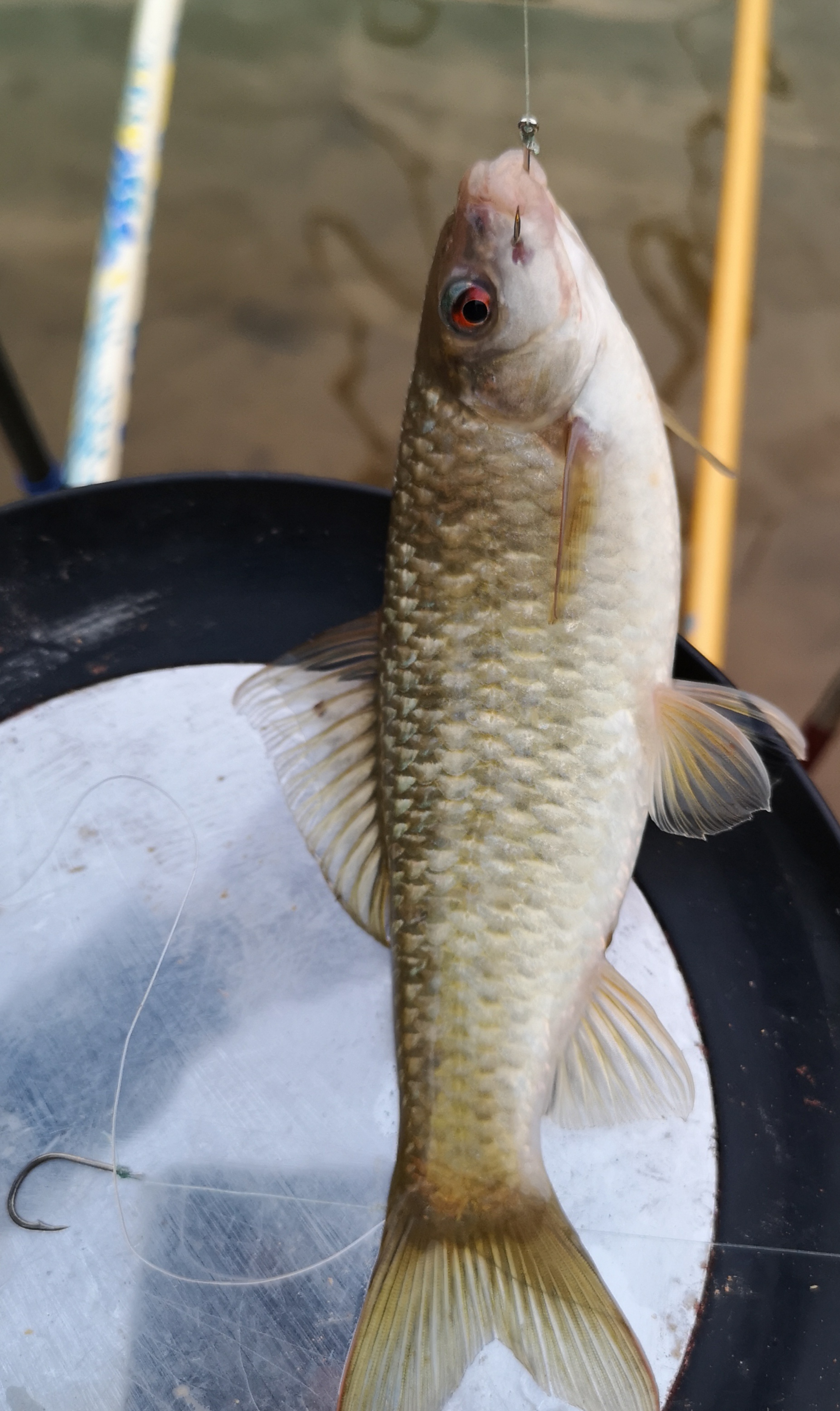 |南方有一种鱼,让人钓一次就迷上钓鱼,是什么鱼呢?