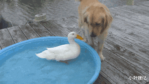 小叶娱记|神回复：“如果研制出百草枯的解药，会得到奖励吗？”网友：有！