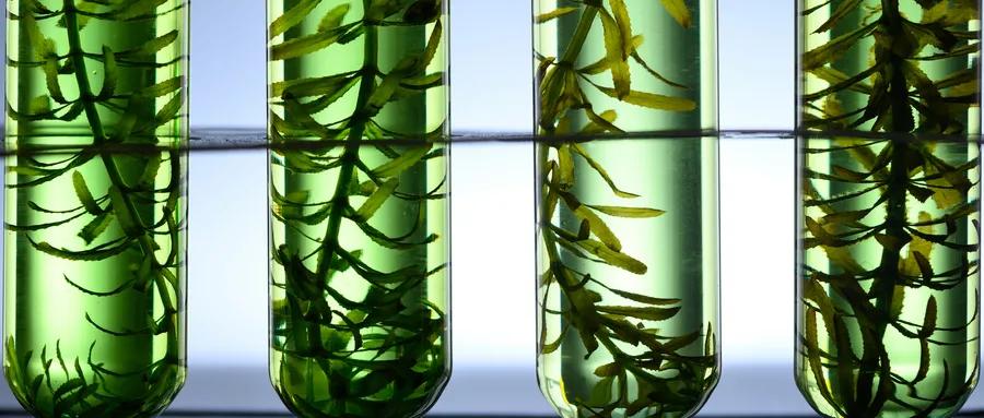 地下水系统 文献传递｜褐藻胶寡糖潜在药用价值的研究进展