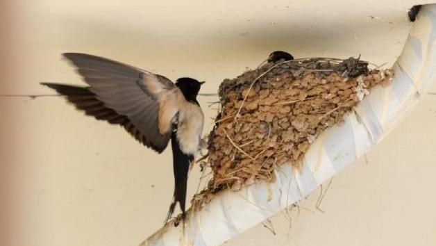 若珍|农村的燕子数量越来越少，专家：它们和人类正面临着同样的问题
