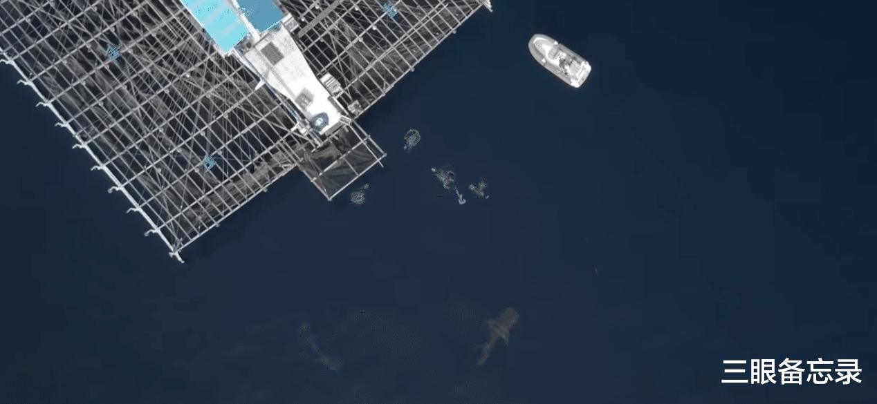 它是海洋干饭王,把星空图印在背上,竟然能用NASA的软件识别