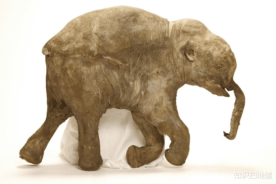 西伯利亚 地球“高烧”不退,史前生物骸骨接连现世,远古病菌或将卷土重来