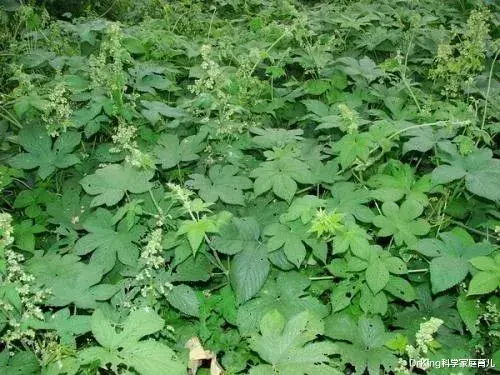 过敏性鼻炎|过敏性鼻炎正高发：路边常见的一种草，可能是头号过敏原！