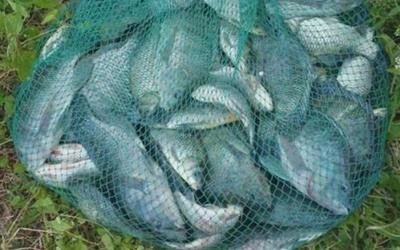 饵料|冬季钓鱼的实用经验分享