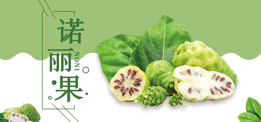 健康知识小讲堂|诺丽果酵素的抗氧化成分